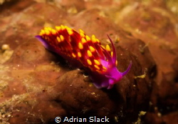 Gas flame nudi as they're known here pretending to be an ... by Adrian Slack 